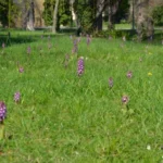 Barlia robertiana — photo 3