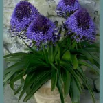 Scilla peruviana type /100 (cal: 14+cm)