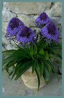 Scilla peruviana type /100 (cal: 14+cm)