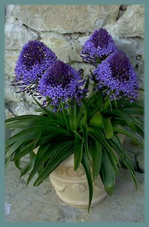 Scilla peruviana type /100 (cal: 14+cm)