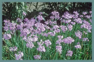 Tulbaghia violacea (godets de 10cm)