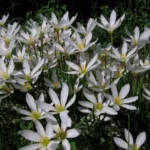 Zephyranthes candida /100