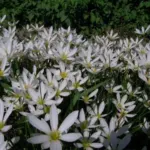Zephyranthes candida /100 — Zephyranthes