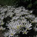 Zephyranthes candida /100 — candida