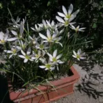 Zephyranthes candida /100 — Rain Lily