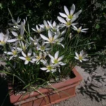Zephyranthes candida /100 — photo 4
