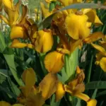 Iris spuria Imperial Bronze
