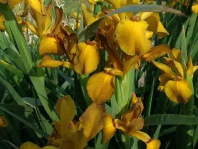 Iris spuria Imperial Bronze