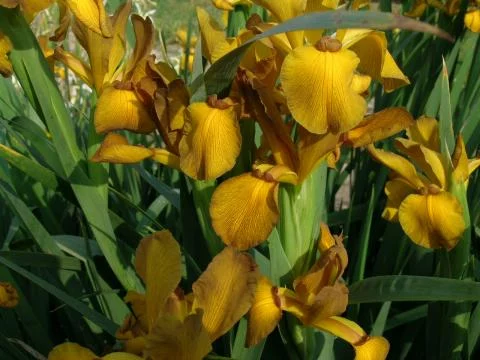 Iris spuria Imperial Bronze