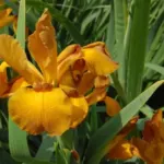 Iris spuria Imperial Bronze — iris