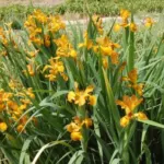 Iris spuria Imperial Bronze — spuria