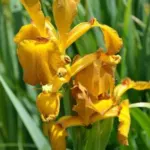 Iris spuria Imperial Bronze — Imperial Bronze