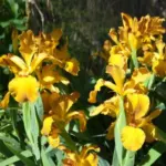 Iris spuria Imperial Bronze — photo 5
