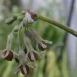 Tulbaghia leucantha — photo 4