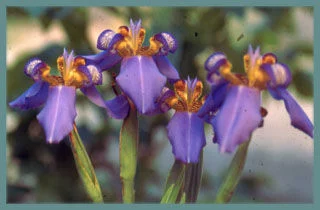 Neomarica caerulea