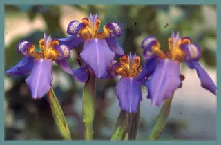 Neomarica caerulea