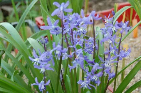 Scilla cilicica /100