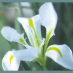 Iris unguicularis &lsquo;Alba&rsquo;