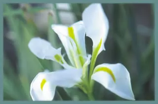 Iris unguicularis &lsquo;Alba&rsquo;