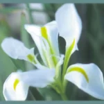 Iris unguicularis &lsquo;Alba&rsquo;