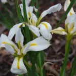 Iris unguicularis &lsquo;Alba&rsquo; — Alger