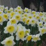 Narcissus hybride Icefollies