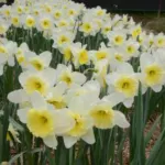 Narcissus hybride Icefollies — photo 2