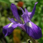 Moraea sisyrinchium