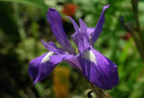 Moraea sisyrinchium