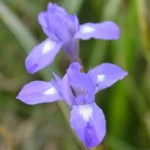 Moraea sisyrinchium — moraea