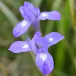 Moraea sisyrinchium — moraea