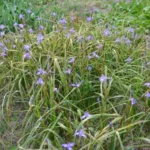 Moraea sisyrinchium — Gynandriris