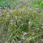 Moraea sisyrinchium — Gynandriris