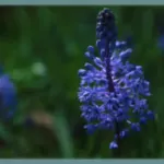 Scilla litardierei