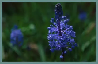 Scilla litardierei