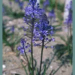 Scilla litardierei — pratense