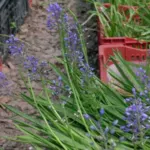 Scilla litardierei — scille