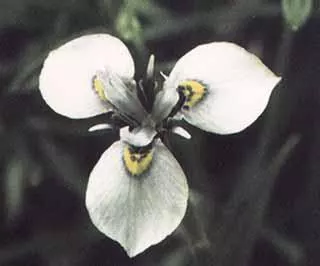 Moraea fergusoniae