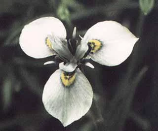 Moraea fergusoniae