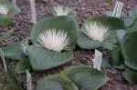 Massonia depressa