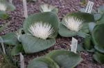 Massonia depressa