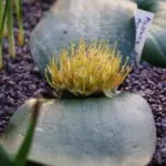 Massonia depressa — depressa