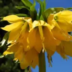 Fritillaria imperialis Lutea
