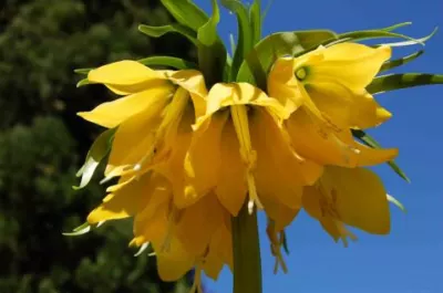 Fritillaria imperialis Lutea
