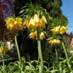 Fritillaria imperialis Lutea — photo 2