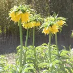 Fritillaria imperialis Lutea — photo 3