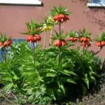 Fritillaria imperialis Lutea — photo 4