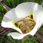 Calochortus superbus