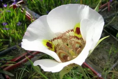 Calochortus superbus