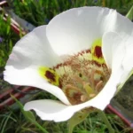 Calochortus superbus